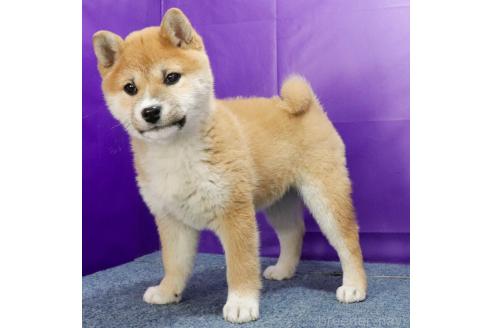 成約済の愛知県の柴犬-364720の3枚目
